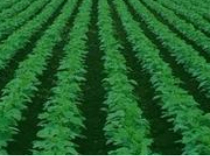 西双版纳热带植物园 | 勐仑植物园 | 葫芦岛热带植物园 | 云南省热带植物园